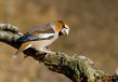 Dlesk_Coccothraustes_coccothraustes_Hawfinch_11.jpg