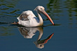 Roznati_pelikan_White_pelican_Pelecanus_onoctrotalus_01.jpg