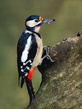 Veliki detel_Great_spotted_woodpecker_Picoides-major-01.jpg