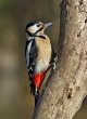 Veliki_detel_Great_spotted_woodpecker_Picoides-major-10.jpg