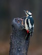 Veliki_detel_Great_spotted_woodpecker_Picoides-major_07.jpg