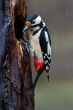 Veliki_detel_Great_spotted_woodpecker_Picoides-major_09.jpg