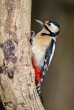 Veliki_detel_Great_spotted_woodpecker_Picoides-major_11.jpg