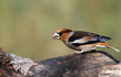Dlesk_Coccothraustes_coccothraustes_Hawfinch_10.jpg