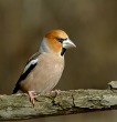 Dlesk_Coccothraustes_coccothraustes_Hawfinch_12.jpg