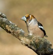 Dlesk_Coccothraustes_coccothraustes_Hawfinch_13.jpg