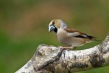 Dlesk_Coccothraustes_coccothraustes_Hawfinch_14.jpg