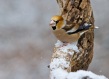 Dlesk_Coccothraustes_coccothraustes_Hawfinch_15.jpg