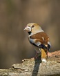 Dlesk_Coccothraustes_coccothraustes_Hawfinch_16.jpg