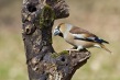 Dlesk_Coccothraustes_coccothraustes_Hawfinch_17.jpg