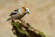 Dlesk_Coccothraustes_coccothraustes_Hawfinch_18.jpg