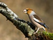 Dlesk_Coccothraustes_coccothraustes_Hawfinch_20.jpg