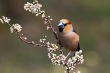 Dlesk_Coccothraustes_coccothraustes_Hawfinch_21.jpg
