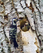 Mali_detel_Lesser_spotted_woodpecker_01.jpg
