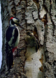 Veliki detel_Great_spotted_woodpecker_Picoides-major-02.jpg
