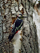 Veliki detel_Great_spotted_woodpecker_Picoides-major-03.jpg