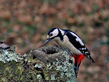 Veliki detel_Great_spotted_woodpecker_Picoides-major-04.jpg