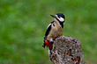 Veliki detel_Great_spotted_woodpecker_Picoides-major-05.jpg
