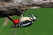 Veliki detel_Great_spotted_woodpecker_Picoides-major-06.jpg