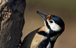 Veliki detel_Great_spotted_woodpecker_Picoides-major-07.jpg