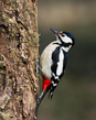 Veliki detel_Great_spotted_woodpecker_Picoides-major-08.jpg