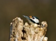 Veliki_detel_Great_spotted_woodpecker_Picoides-major-06.jpg