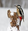 Veliki_detel_Great_spotted_woodpecker_Picoides-major-06~0.jpg