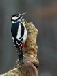 Veliki_detel_Great_spotted_woodpecker_Picoides-major-12.jpg
