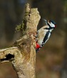 Veliki_detel_Great_spotted_woodpecker_Picoides-major_08.jpg